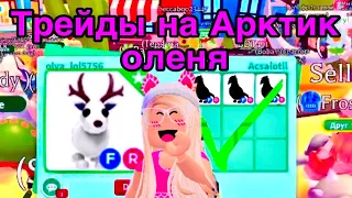 🦌Трейды на Арктик оленя❤️‍🩹 ШОК ТРЕЙД‼️ КОНКУРС в адопт ми роблокс