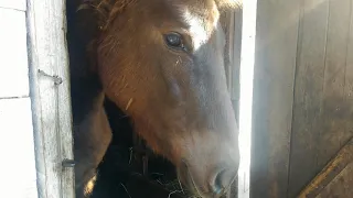 Прекрасный день с лошадьми 😀🐎