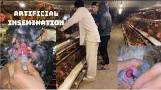 Artificial insemination technique for breeding chickens, high efficiency, daily work of General Farm