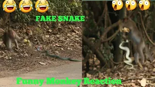 Fake Snake Prank On Dog and Monkey || Funny Videos || Funny Animals video || Funny Uploads || Pranks