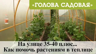 Голова садовая - На улице 35-40 плюс... Как помочь растениям в теплице