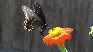 Female Black Swallowtail Butterfly