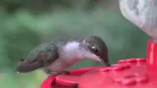 The Ruby-throated Hummingbird