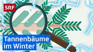 Immergrün: Grüne Tannennadeln im Winter | Erklärvideos für Kinder | SRF Kids – Kindervideos