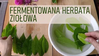 Fermented herbal tea