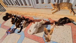 The mother cats who are waiting for me to come to feed their hungry kittens