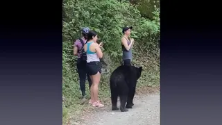 Curious Black Bear surprises 3 women Hikers in Mexico | Black bear attack 2020