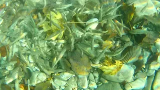 Кормушка с сеткой, подводные съёмки  Просто классс. feeder with mesh. underwater photography