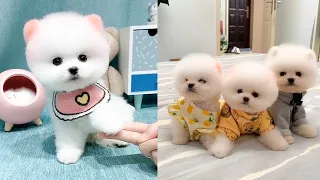 Cute and Funny Pomeranian Videos 94 #Shorts