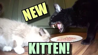 Talking Kitty Cat 65 - Meet The New Kitten!