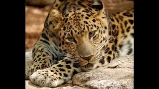 A disputa dos grandes felinos - Documentário dublado completo