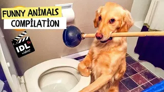Funny Animal Videos 2023 😹🐶 - Funniest Dogs and Cats Videos 🤣 #18