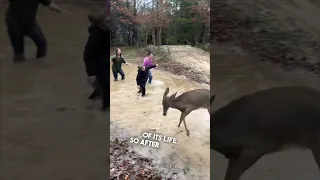 This deer was playing with his kids outside ❤️ @Harrisweldingandfriends