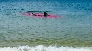 Great White Shark Attack Is WAY TOO CLOSE To The Beach! 🦭🦈