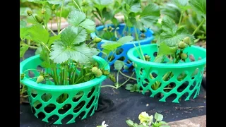 An Easy And Inexpensive Way To Keep Strawberries Off The Ground In Your Garden