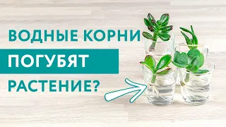 Суккуленты + жидкость?.. Да, если это Крассула! / Размножение черенками в воде