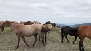 Live your wild! Join us for a wild horse photo safari!