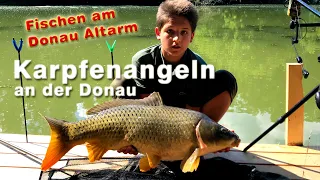 Karpfenangeln - Angeln auf Karpfen an der Donau am Altarm - Fischen an der Donau
