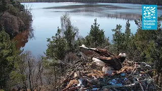 NC0 laying her first egg of the season - Loch of the Lowes Osprey Webcam (2021)