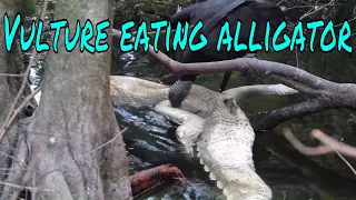 Black Vulture Eating a Dead Alligator