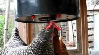 Chickens Drinking from Nipple Waterer -- TheGardenCoop.com