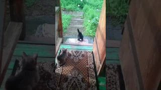 Кот который вдруг решил что он собака 🐶.  Прикол!!!