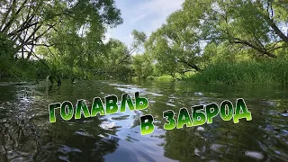 Июньский голавль на микроколебалки. РЫБАЛКА 2020.