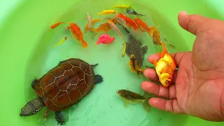 So Amazing with Surprise Eggs, Cute Fun Toys, Fancy Goldfish, Luxury Japan KOI, Lobster, Mollyfish.