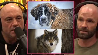 Joerogan:Dogs And Wolves Are Most Intelligent Animals!