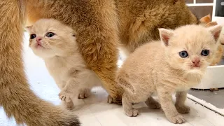 Kittens meow loudly and demand milk from their mother cat, rather than teaching them how to eat