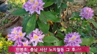 #만병초 심고 노지월동까지 마치고 꽃피는 모습/그 외 소소한 팁.