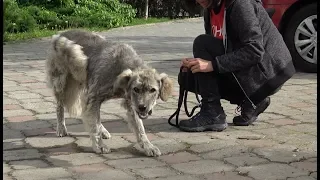 Homeless Dog Runs Toward Us Trying To Ask For Help | Howl Of A Dog