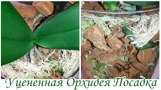 Уцененная Орхидея из ОБИ - 2 | Посадка в Закрытую Систему | Амаглад Amaglad, multiflora