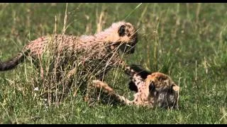 African Cats: Fiercest Hunters - Clip