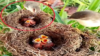 Bar-winged prinia Birds Watch the 3 little babies with their mouths waiting for food#birds