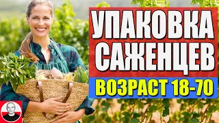 Работа в Польше / Упаковка Саженцев / Работа до 70 лет