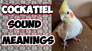 Cockatiel Sounds & Their Meanings #cockatiel #parrot #singing #cookie #bird #sounds