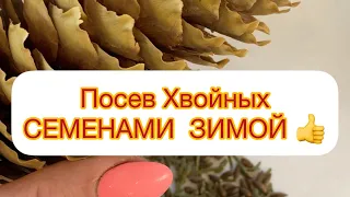 Посев ХВОЙНЫХ СЕМЕНАМИ ЗИМОЙ👍