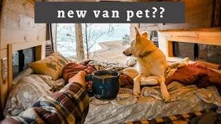 FIRST month of FULL-TIME VanLife | And a New Van Pet??