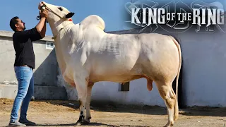 Farrukh Cattle Farm (Part 1) - Extremely Big Dangerous Bulls - Bakra Eid 2024 - Bakra Mandi 2024