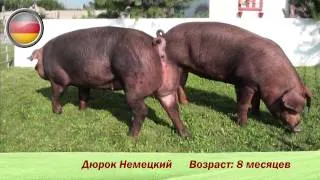 Фридом Фарм Бекон: Племенные свиньи породы 'Дюрок'