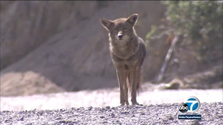 Coyote creeps up behind child on CSULA campus | ABC7