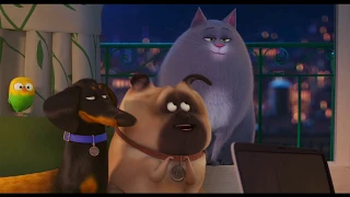The Secret Life of Pets 2 (2019) [Movie Clip] - Dog learns how to imitate a Cat