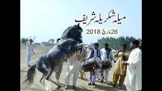 best horse dance in pakistan No.13