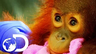 Peanut: The Adorable 15 Month Old Orangutan Baby | Meet The Orangutans