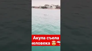 Акула съела человека в Египте 🤯🦈 #акула #shark #египет