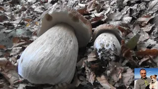 The porcini mushroom museum in the park of a hundred lakes - september 2019