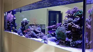 Beautiful Triton Reef Aquascape - Room Divider 7 months old