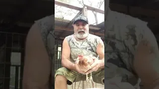 Treating an egg-bound hen