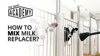 How to mix milk replacer?